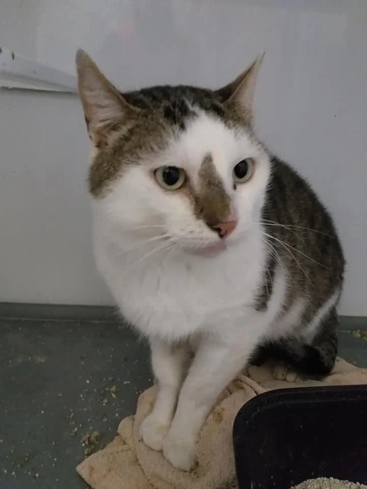 EKH Panzerknacker – Vorsicht ist besser als Nachsicht, Mixed Breed for adoption at Tierheim Schkortitz, Grimma