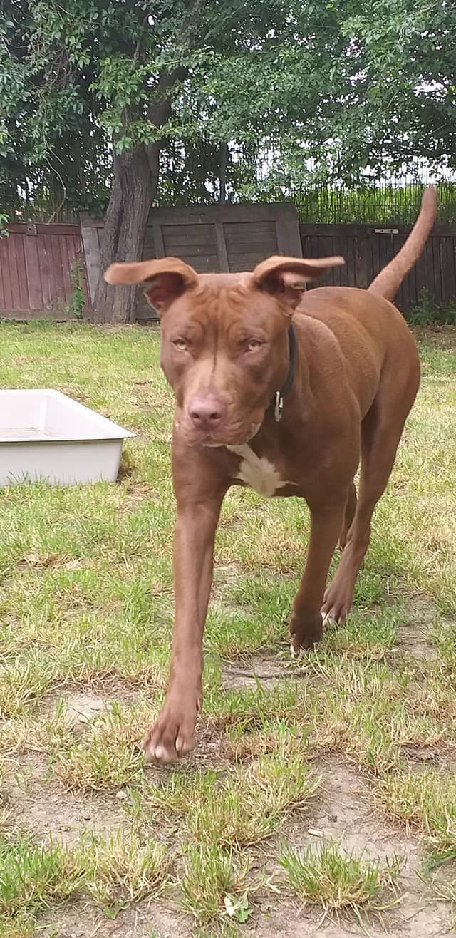 Pit Bull Lelu – taube Kranke oder doch krankes Täubchen, Mixed Breed (Tierheim Schkortitz)