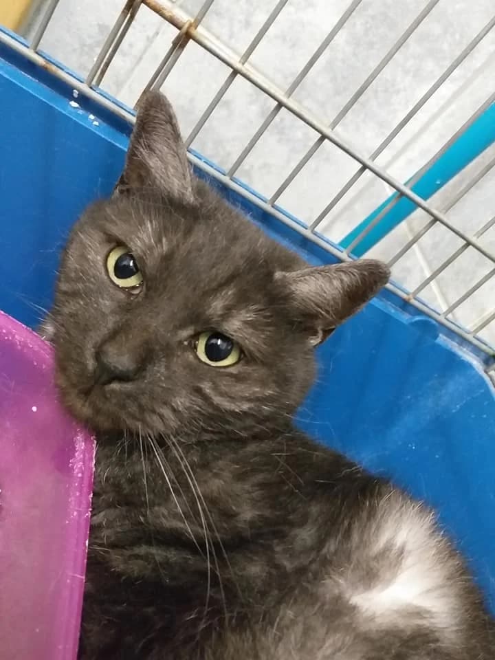 BKH Mix Herr Nelson – Massagestudio gesucht, male Mixed Breed for adoption at Tierheim Schkortitz, Grimma