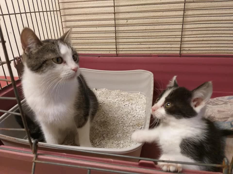 EKH Mama und Mia, female Mixed Breed for adoption at Tierheim Schkortitz, Grimma