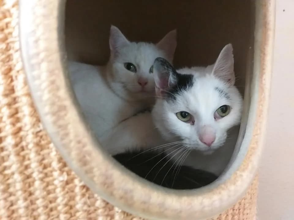 EKH Ernst-August – ruhiges Plätzchen mit Verwöhnprogramm, Mixed Breed (Tierheim Schkortitz)
