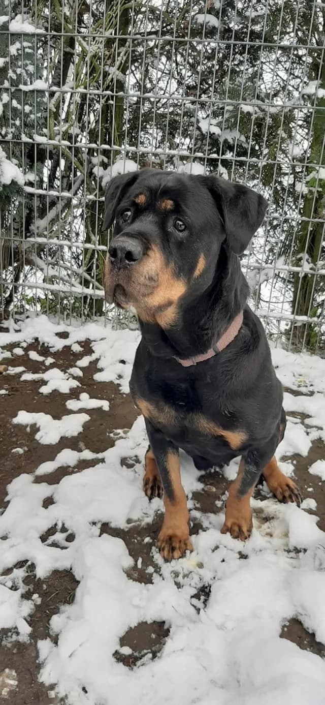 Rottweiler Ambra – Lady mit Rums im Klangkörper, male Mixed Breed for adoption at Tierheim Schkortitz, Grimma