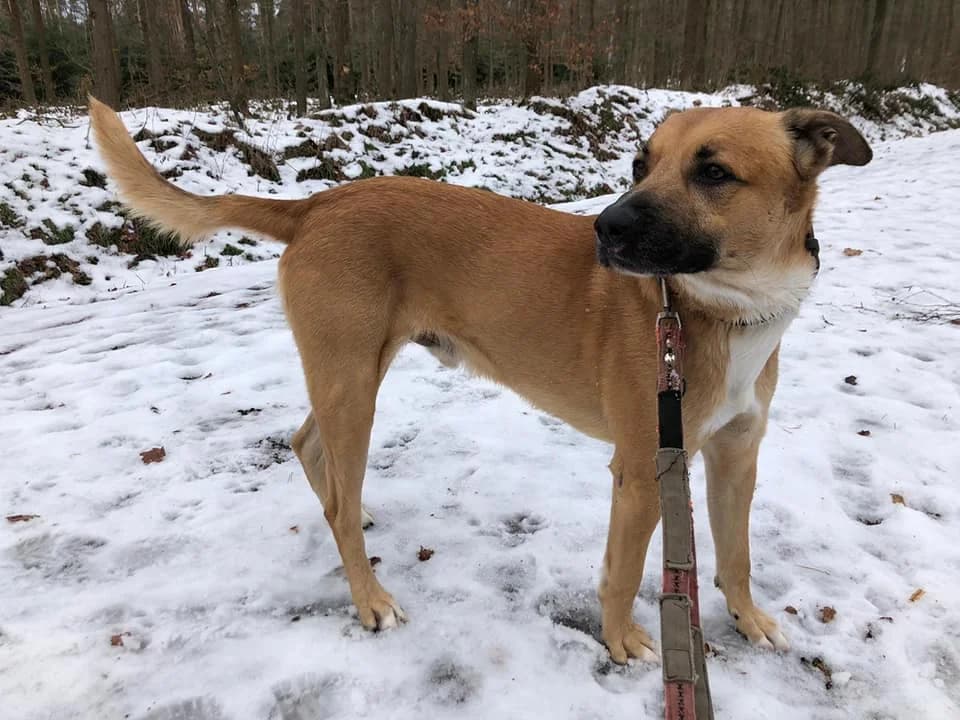 Malinoismischling Ilja – kein Mann der großen Worte, male Mixed Breed for adoption at Tierheim Schkortitz, Grimma