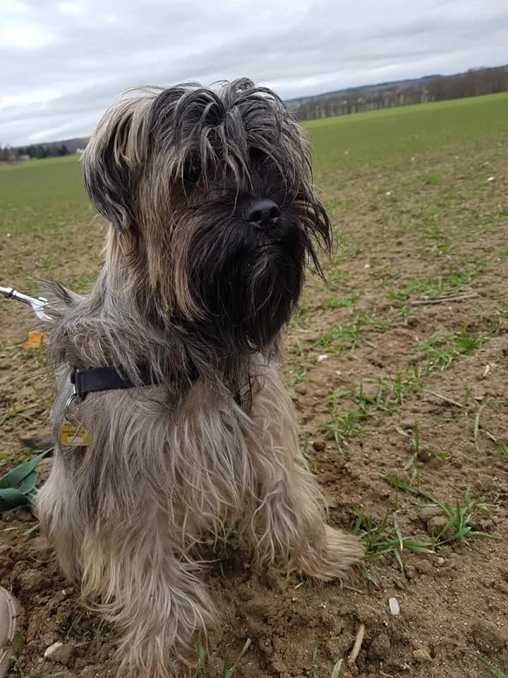 Shi Tzu Mischling Bob Marley – Löwenmähne mit Hasenherz, male 5yo Mixed Breed for adoption at Tierheim Schkortitz, Grimma