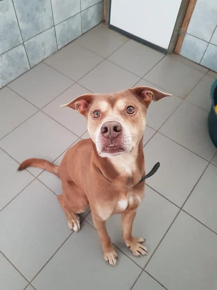 Mischling Peter – Peter LaLeLustig, Mixed Breed (Tierheim Schkortitz)