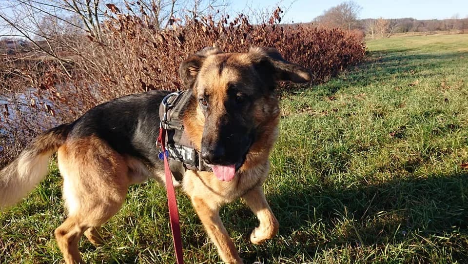 DSH Mix Ole –, male 5yo Mixed Breed for adoption at Tierheim Schkortitz, Grimma