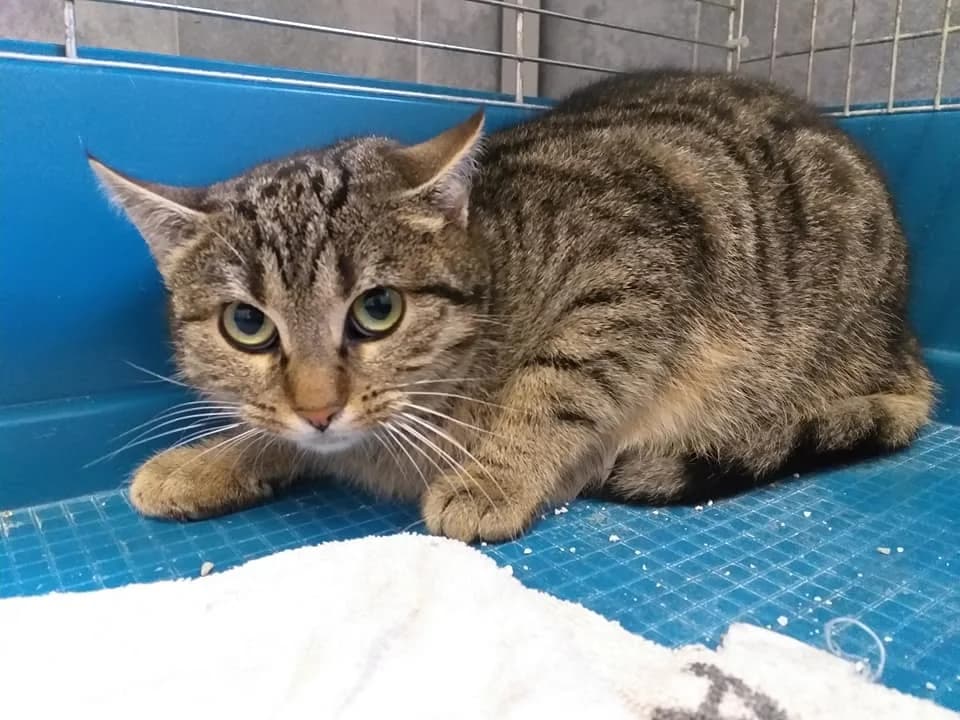 EKH Georgia – braucht alle Zeit der Welt, female 5yo Mixed Breed for adoption at Tierheim Schkortitz, Grimma