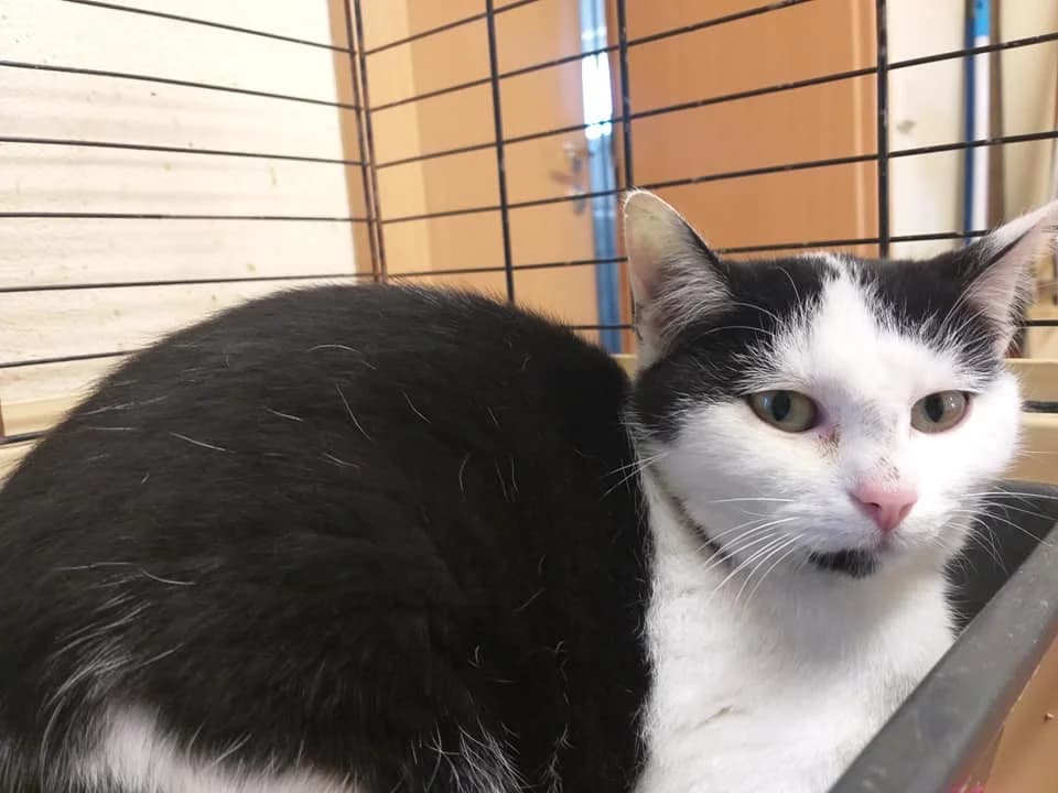 EKH Astrid – stille Wasser sind tief, female 5yo Mixed Breed for adoption at Tierheim Schkortitz, Grimma