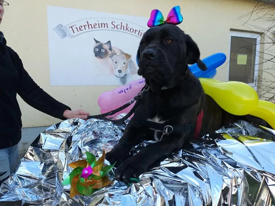 Cane Corsa Anneliese – Carpe Diem…Leben. Lieben. Lachen…, male 5yo Mixed Breed for adoption at Tierheim Schkortitz, Grimma