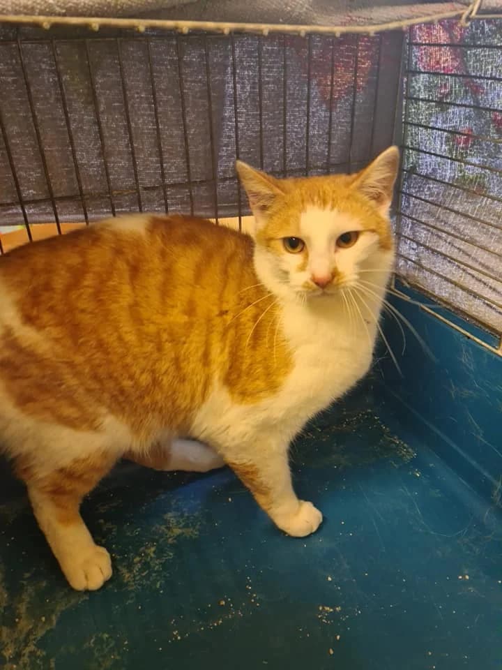 EKH Hannes, Mixed Breed (Tierheim Schkortitz)