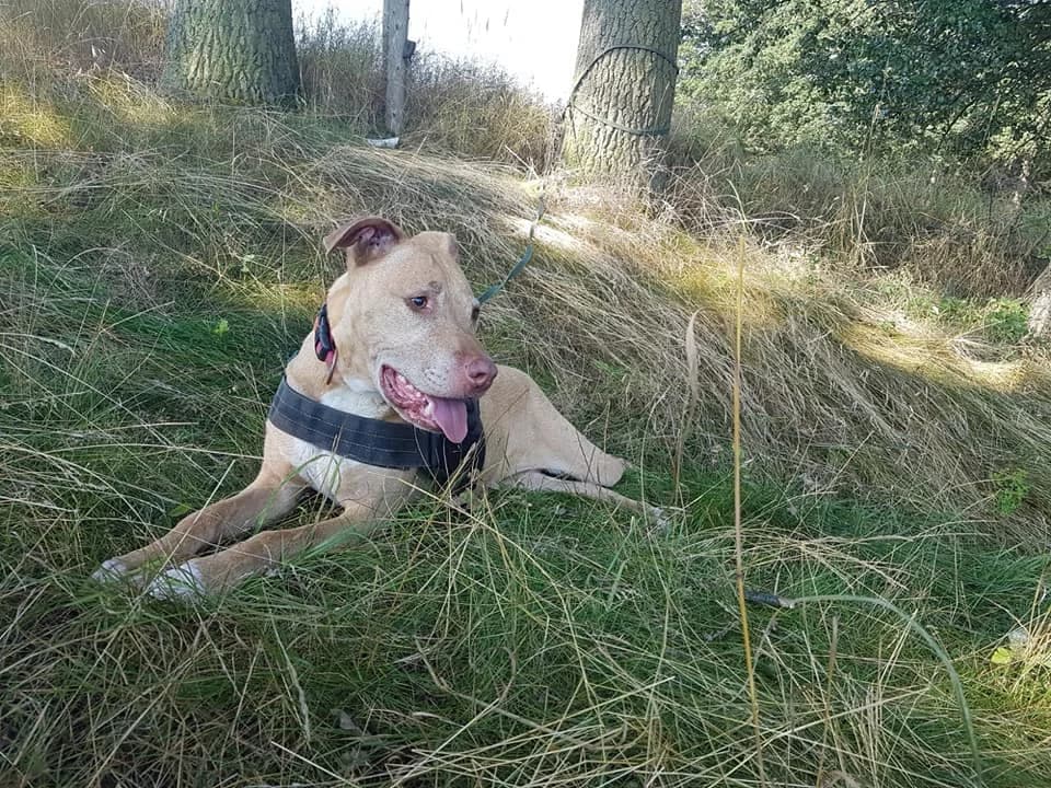 Pit Bull-Labrador-Mix Anni – am Schönsten wäre es Zuhause…, female 5yo Mixed Breed for adoption at Tierheim Schkortitz, Grimma