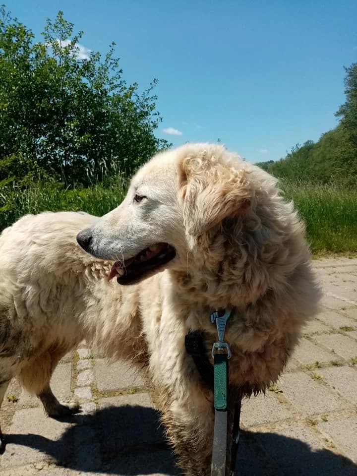 Kuvaszmix Alaska – Schneehase im Hundepelz, weiß female 5yo Mixed Breed for adoption at Tierheim Schkortitz, Grimma