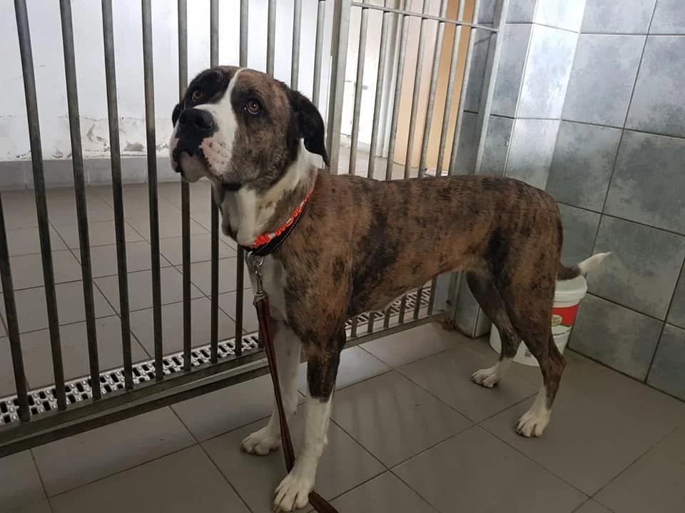 Doggenmischling Mima – Einzelprinzessin sucht Märchenprinz, female 5yo Mixed Breed for adoption at Tierheim Schkortitz, Grimma