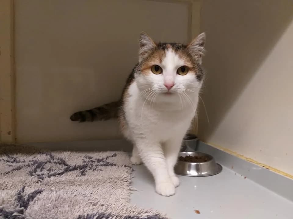 EKH Herta – Platz für ein Leben in Freiheit gesucht, female 5yo Mixed Breed for adoption at Tierheim Schkortitz, Grimma