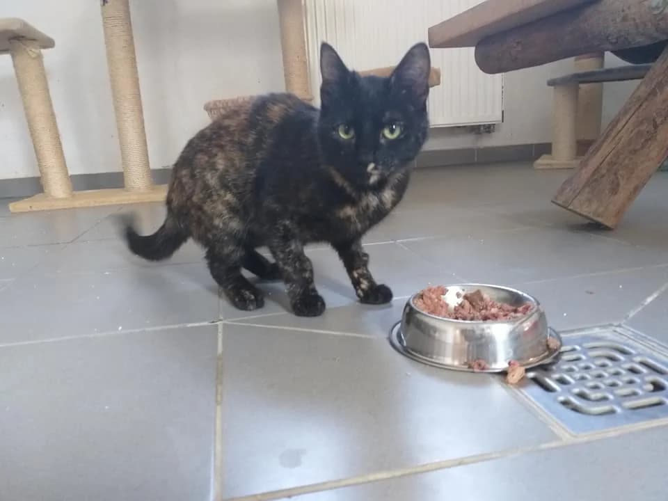 EKH Ella – Komfortzone erwünscht, female 5yo Mixed Breed for adoption at Tierheim Schkortitz, Grimma