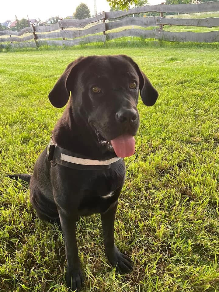 Cane Corso Agnes – Hasenherz sucht Kuschelhöhle, male 5yo Mixed Breed for adoption at Tierheim Schkortitz, Grimma