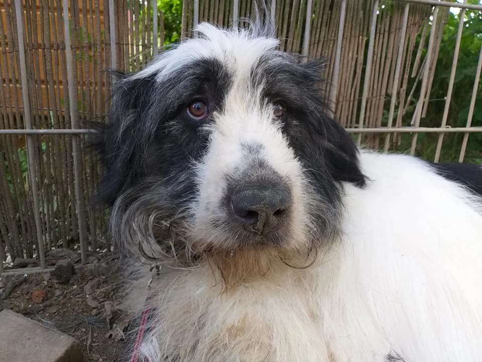 Mioritic Mix Azun – sanfter Riese erkundet das Leben, male 5yo Mixed Breed for adoption at Tierheim Schkortitz, Grimma
