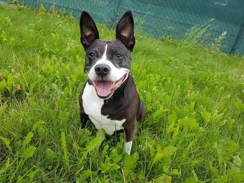American Staffordshire Terrier Lucy, male 5yo Mixed Breed for adoption at Tierheim Schkortitz, Grimma