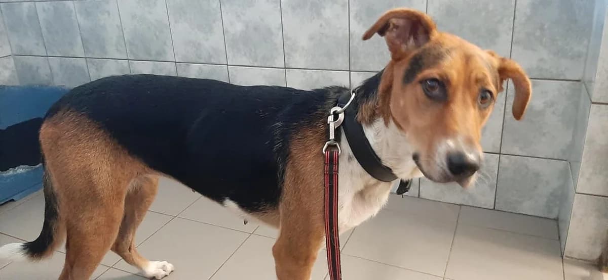 Jagdhundmischling Tootsie – alles, nur nicht langweilig, male 5yo Mixed Breed for adoption at Tierheim Schkortitz, Grimma