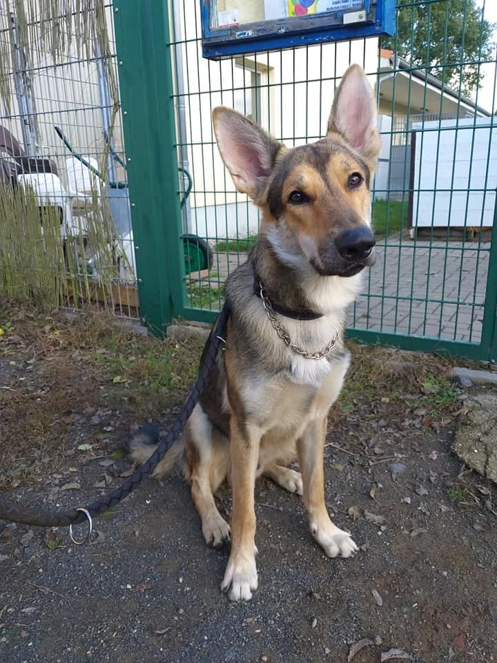 Tschecheslowakischer Wolfshundmix Markani – Stürmischer Herzensbrecher, male 5yo Mixed Breed for adoption at Tierheim Schkortitz, Grimma