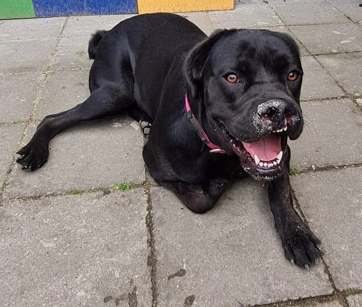 Cane Corso Anneke, Mixed Breed (Tierheim Schkortitz)