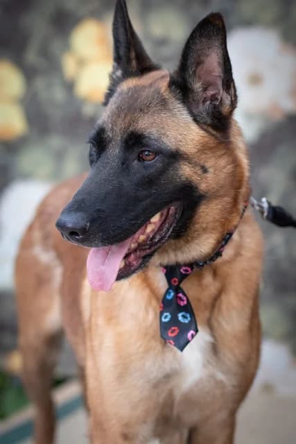 Malinois Mimo – Mimosenmännchen im Malikostüm, male 5yo Mixed Breed for adoption at Tierheim Schkortitz, Grimma