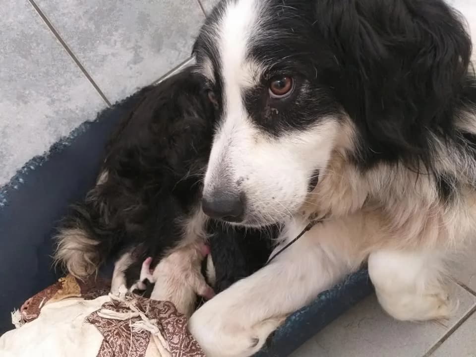 Border Collie Mischling Alba – Schwarzer Sturkopf mit sensibler Seele, female 4yo Mixed Breed for adoption at Tierheim Schkortitz, Grimma