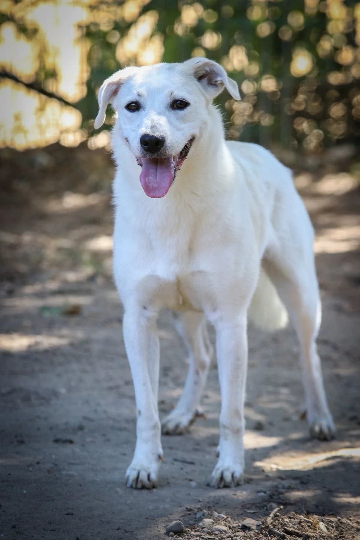 Mischling Loulou – Skeptischer Freigeist sucht Paten, female Mixed Breed for adoption at Tierheim Schkortitz, Grimma