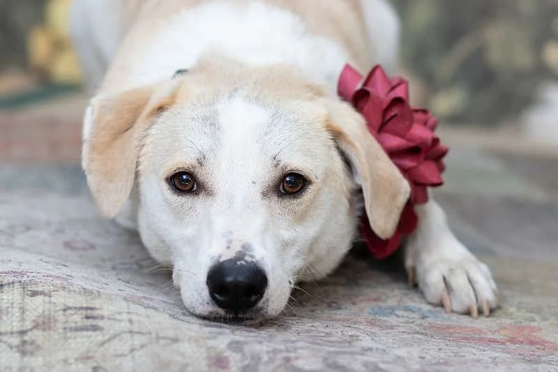 Mischling Lou – Cremeschnute sucht Paten, male 5yo Mixed Breed for adoption at Tierheim Schkortitz, Grimma