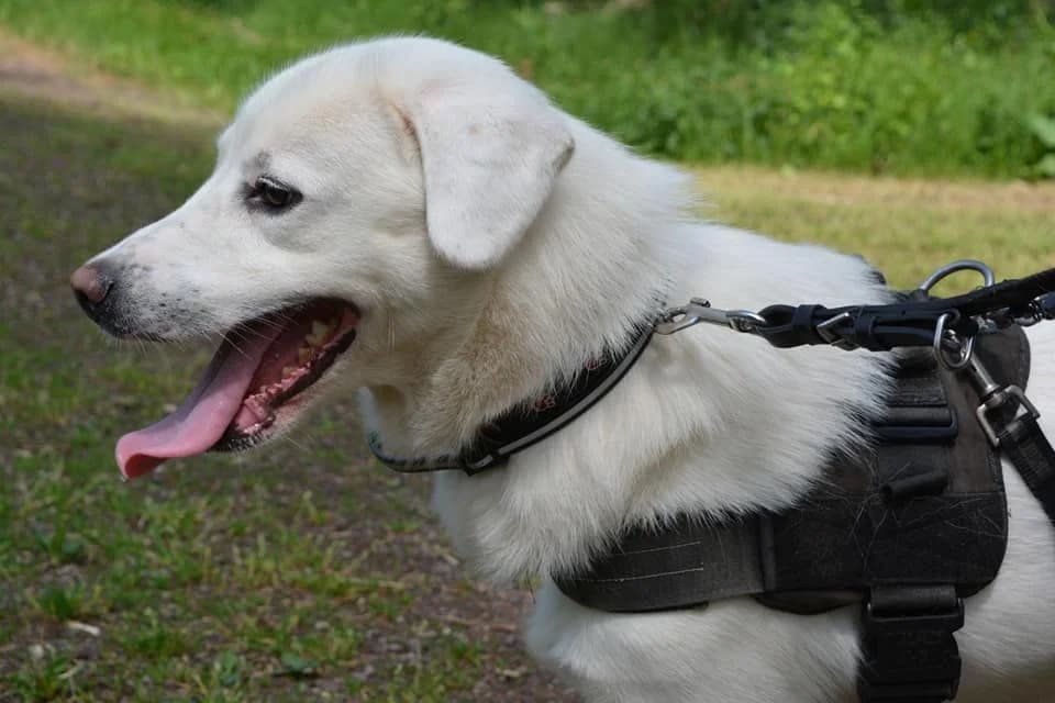 Mischling Louis – Schneelöwe für nervenstarke Halter, male 5yo Mixed Breed for adoption at Tierheim Schkortitz, Grimma