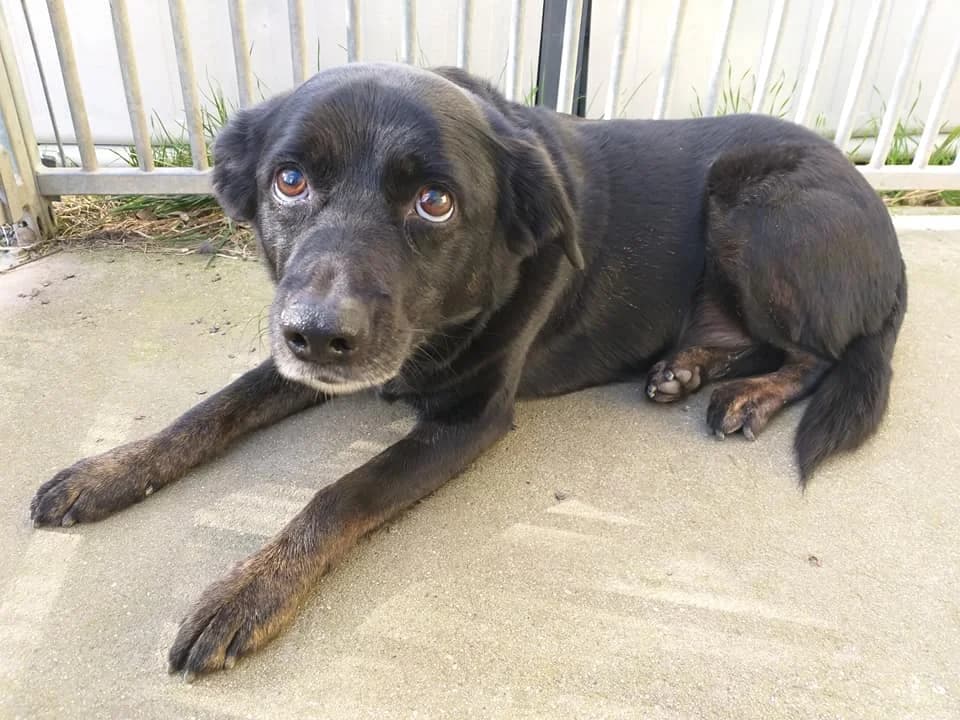 Mischling Yves – handlicher Typ sucht neuen Lebensplatz, male 4yo Mixed Breed for adoption at Tierheim Schkortitz, Grimma