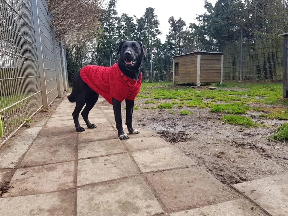 Mischling Katya –, female 4yo Mixed Breed for adoption at Tierheim Schkortitz, Grimma