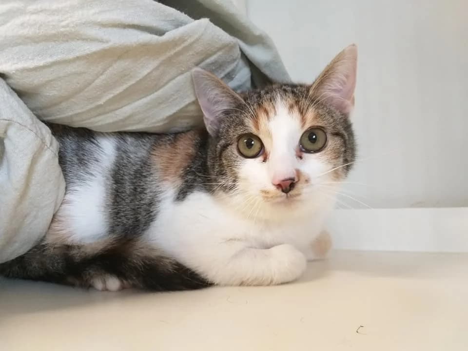 EKH Paula – ein Königreich für ein eigenes Bett, female 4yo Mixed Breed for adoption at Tierheim Schkortitz, Grimma