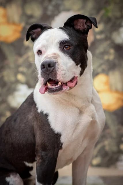 Pombär – starke Persönlichkeit sucht starke Persönlichkeit, Mixed Breed for adoption at Tierheim Schkortitz, Grimma