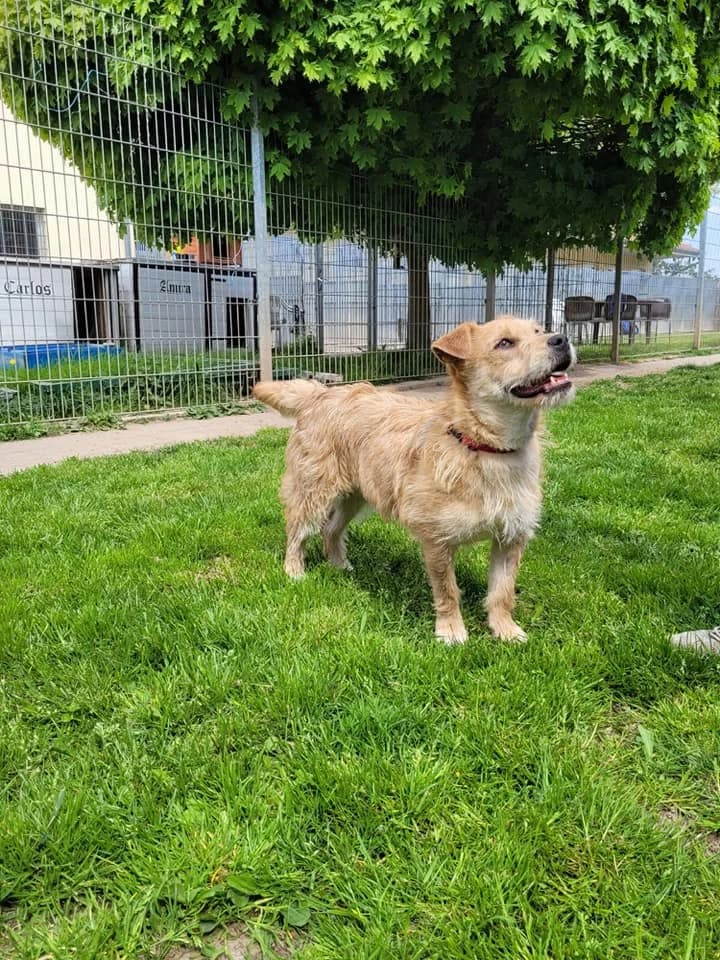 Minette – Dauerhappy und stets unter Strom, female 4yo Mixed Breed for adoption at Tierheim Schkortitz, Grimma