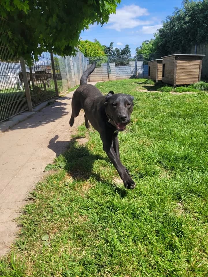 Comet – sucht Sport, Spaß und Spiel, male 5yo Mixed Breed for adoption at Tierheim Schkortitz, Grimma