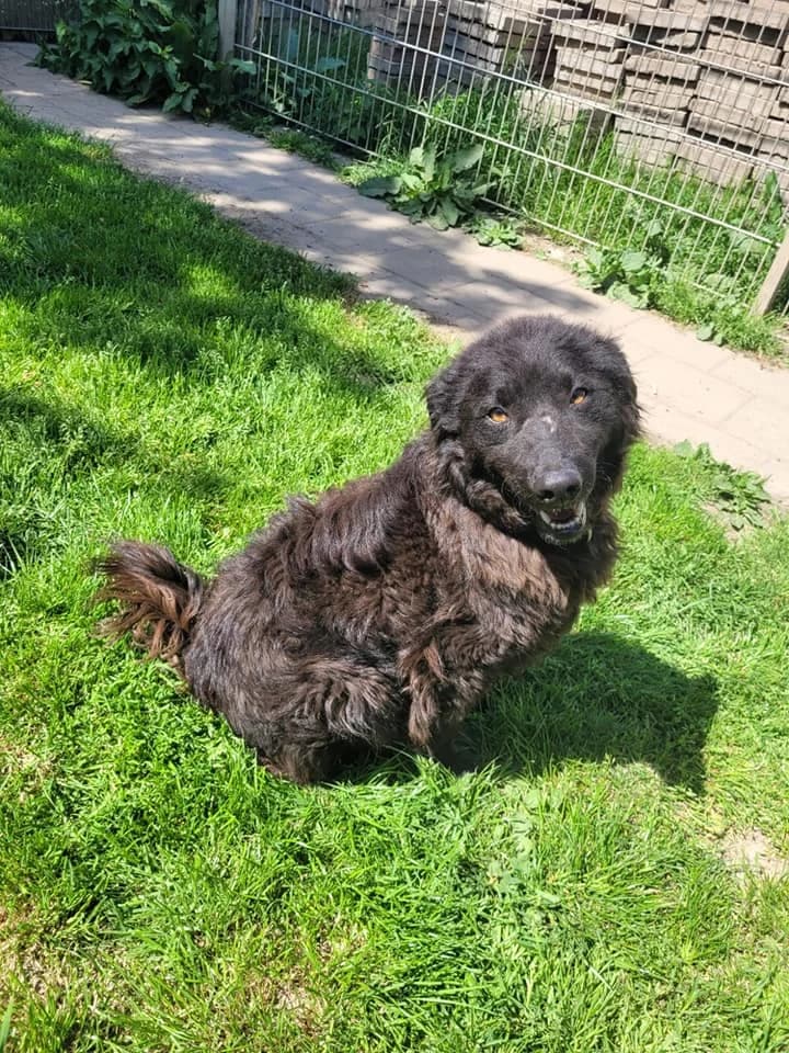 Paule – auf der Suche nach der großen Liebe, male 4yo Mixed Breed for adoption at Tierheim Schkortitz, Grimma
