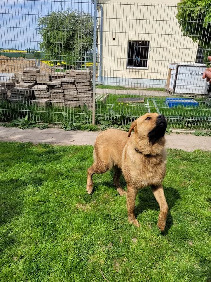 Rolf Labrotti – Modellbausatz für perfekten Traumhund, male 4yo Mixed Breed for adoption at Tierheim Schkortitz, Grimma