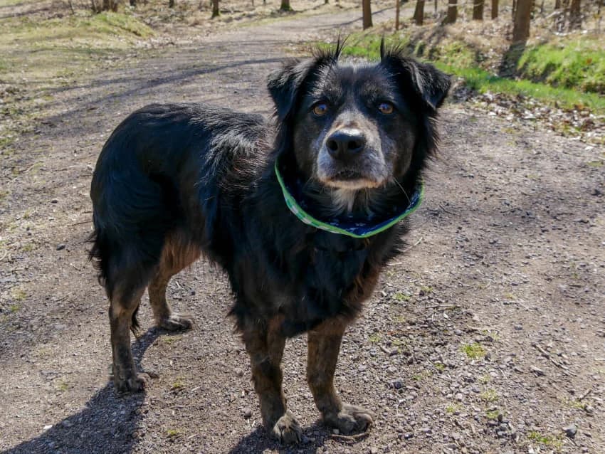 Masha – schwarzes Goldstück auf vier Pfoten, female 4yo Mixed Breed for adoption at Tierheim Schkortitz, Grimma