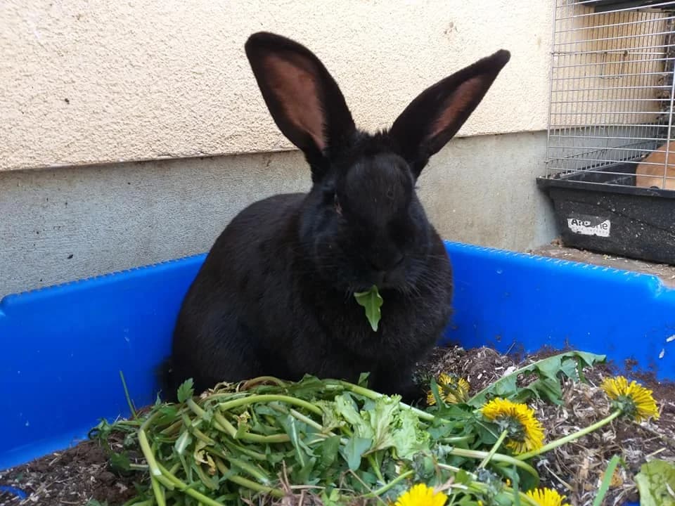 Frau Hase – groß und großartig, female 4yo Mixed Breed for adoption at Tierheim Schkortitz, Grimma