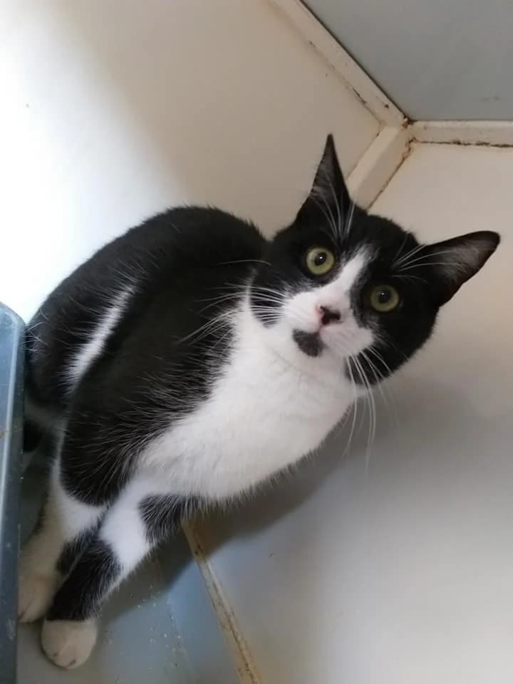 Bo – Futterspender mit Geduld und Kuschelabsicht gesucht, male 4yo Mixed Breed for adoption at Tierheim Schkortitz, Grimma