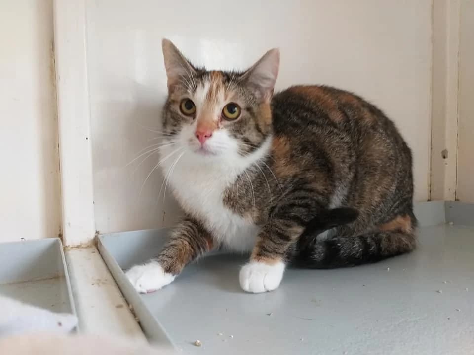 Bea – schön und schüchtern, female 4yo Mixed Breed for adoption at Tierheim Schkortitz, Grimma