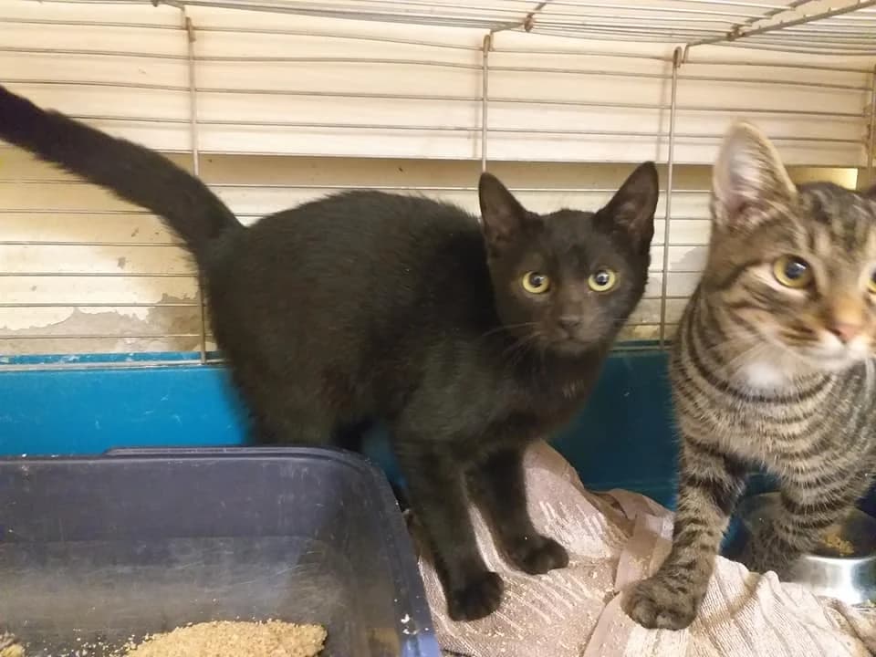 Puma – kleiner schwarze Flitzer auf dem Weg ins Leben, male Mixed Breed for adoption at Tierheim Schkortitz, Grimma