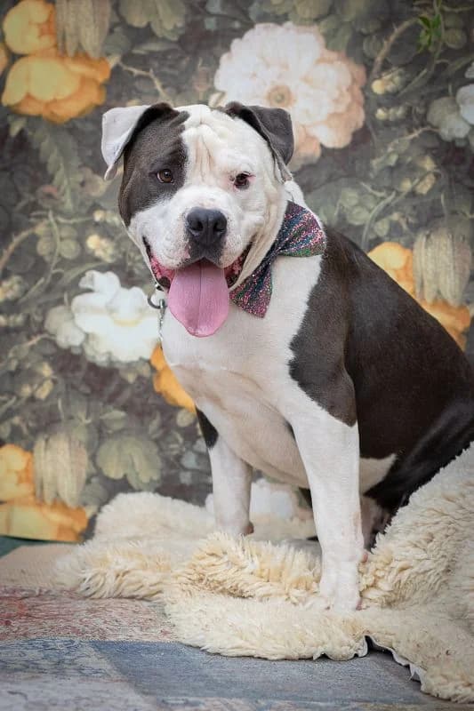 Bulldog Mix Pomfritz – großer Kopf mit bunten Blümchen drin, male 4yo Mixed Breed for adoption at Tierheim Schkortitz, Grimma