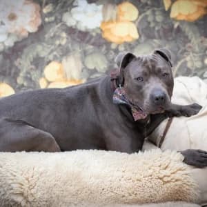 American Staffordshire Terrier Pumba – Schmusebär im Blaumann, male 4yo Mixed Breed for adoption at Tierheim Schkortitz, Grimma