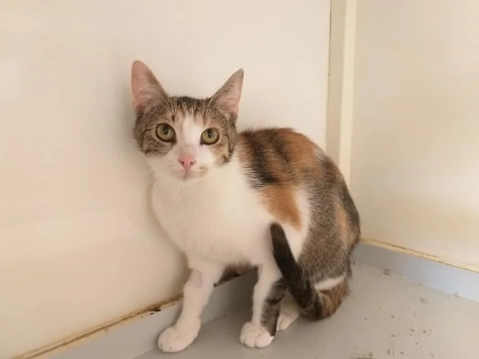 Talia, Mixed Breed (Tierheim Schkortitz)