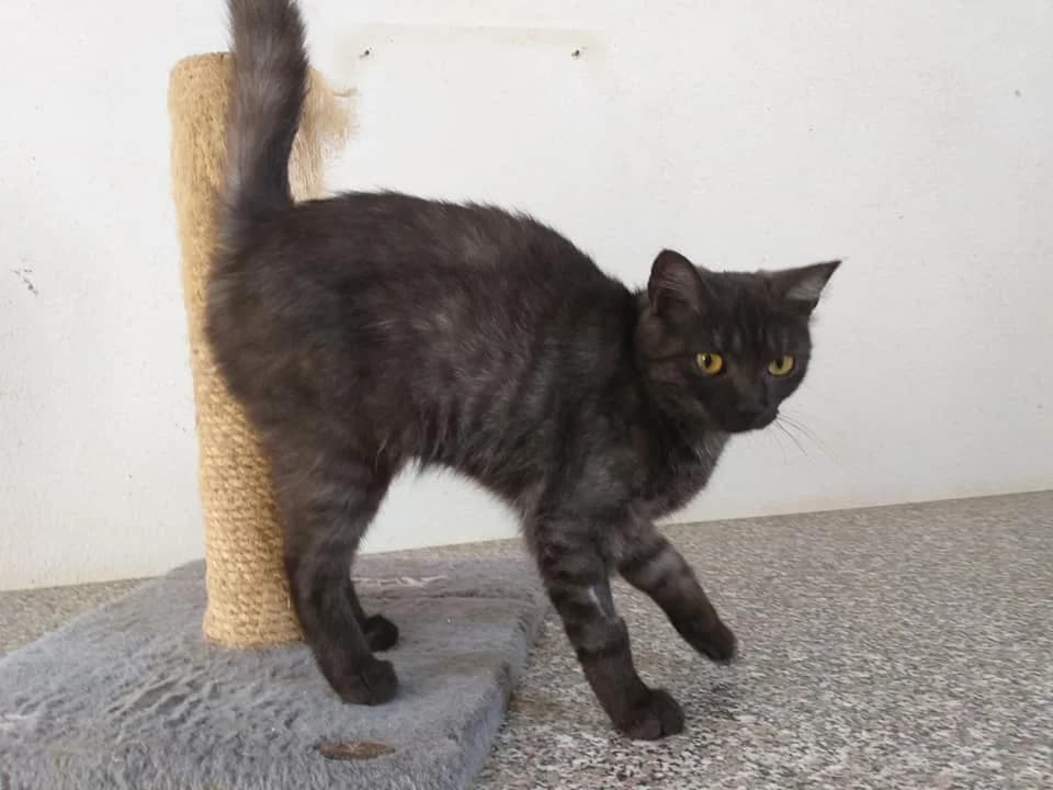 Inez, Mixed Breed (Tierheim Schkortitz)