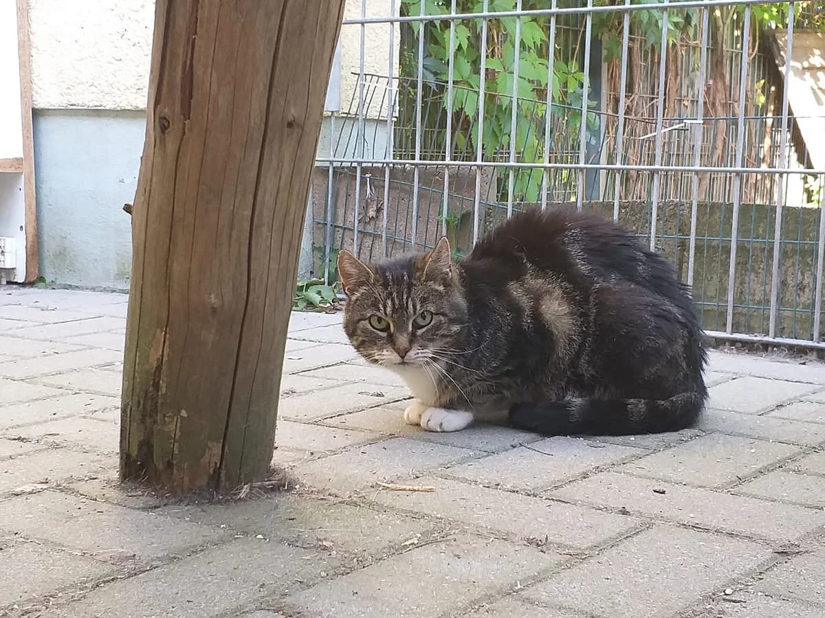 Elfie, Mixed Breed (Tierheim Schkortitz)