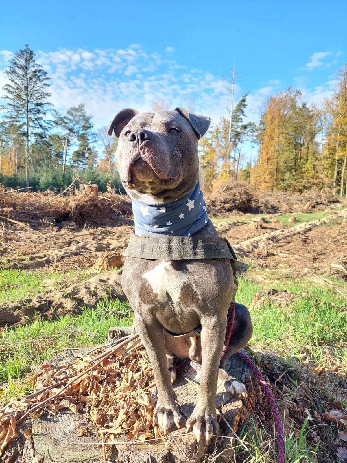 Chiro – ein blaues Wunder sucht wunderbares Zuhause, male 4yo Mixed Breed for adoption at Tierheim Schkortitz, Grimma