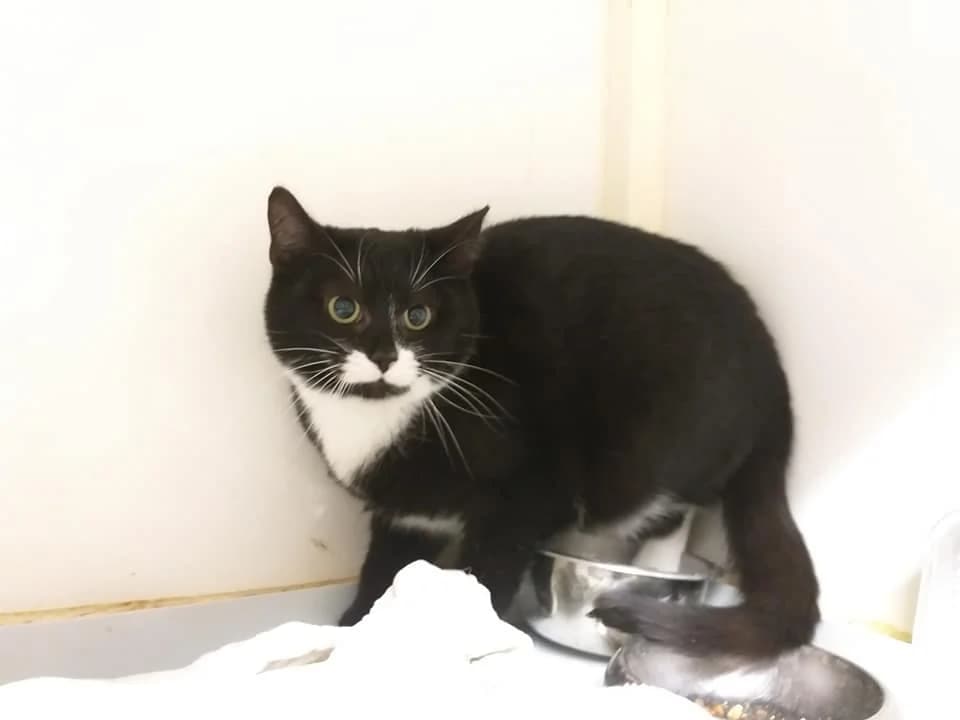 Falca – Geduldige Dosenöffner gesucht, female 4yo Mixed Breed for adoption at Tierheim Schkortitz, Grimma